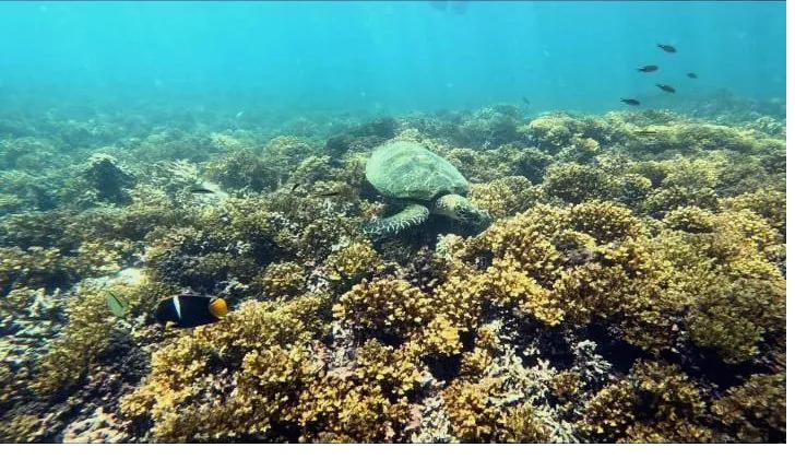 Snorkeling tour in Coiba National Park, Panama