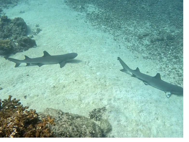 Two white-tip reef sharks over the sand in Coiba, Panama