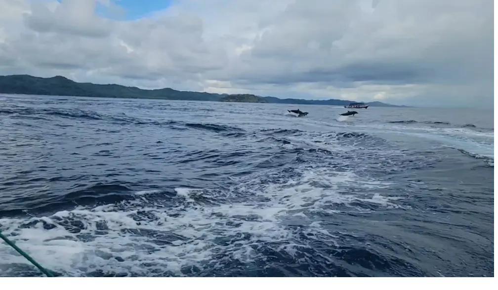 Dolphins jumping next to the boat on the crossing to Coiba Island