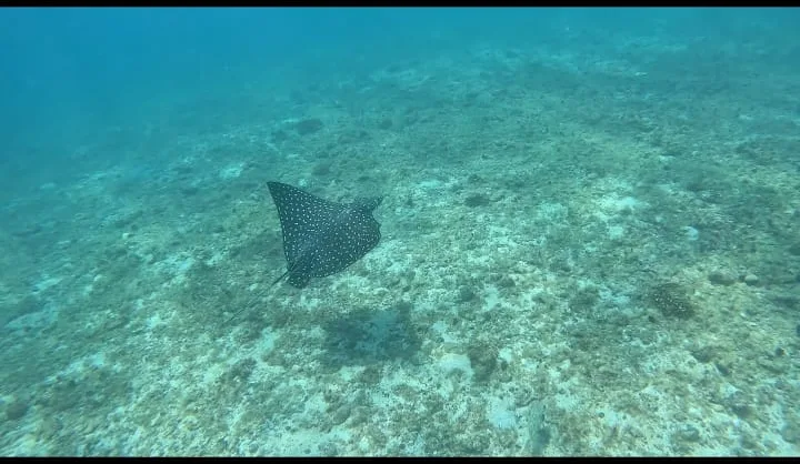 Spotted eagle ray at Coiba