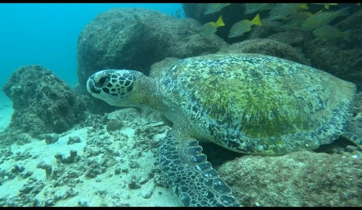 Green sea turtle close-up at Coiba