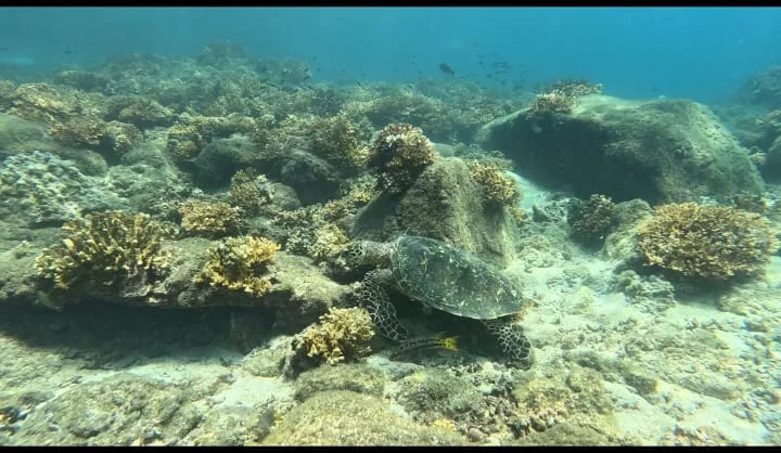 Hawksbill turtle on the reef at Coiba