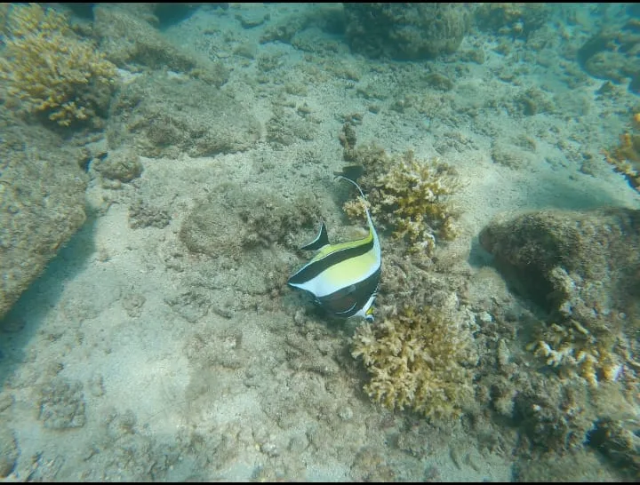 Moorish idol fish at Coiba