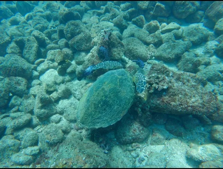Sea turtle among volcanic rocks at Coiba