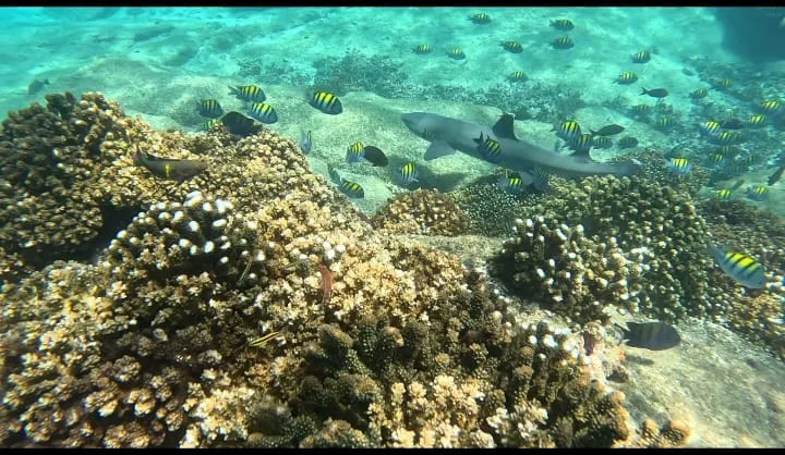 White-tip reef shark with sergeant majors at Coiba