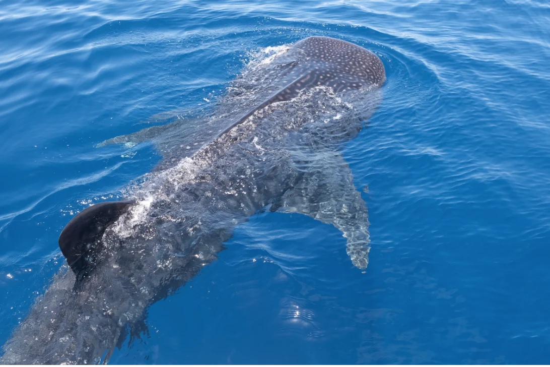 Whale shark seen from above in the deep blue waters of Coiba, Panama